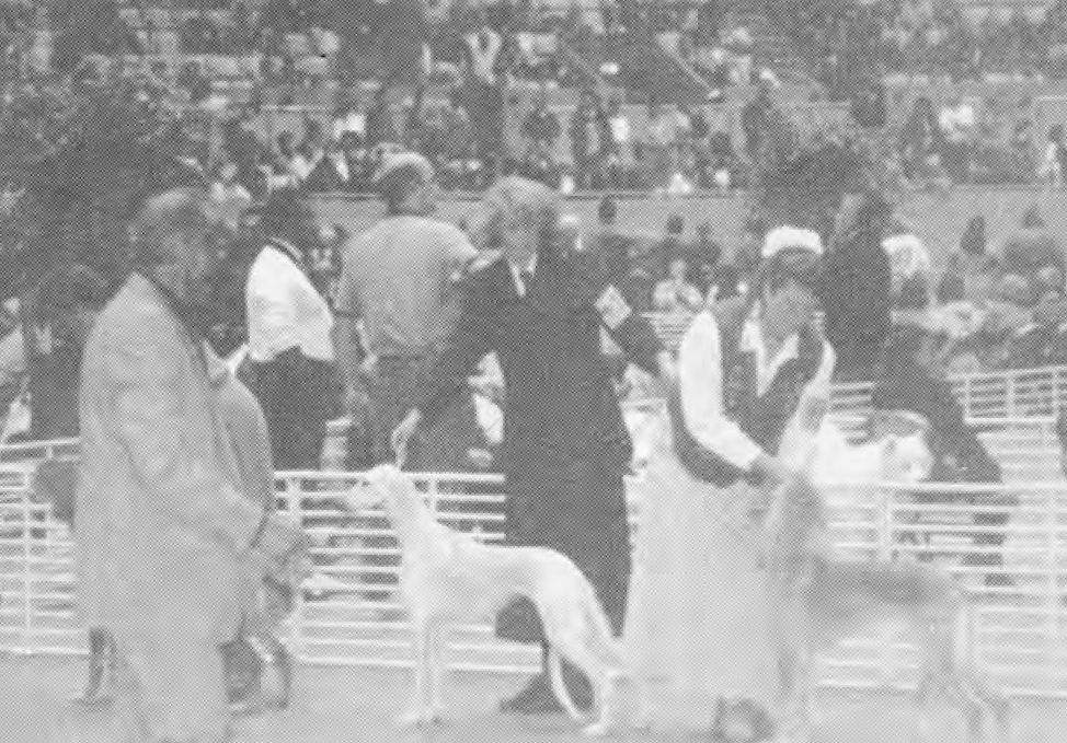 Golden Gate Kennel Club, 1998